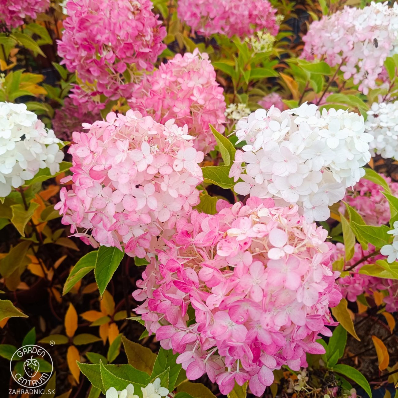 Obrázok Hortenzia metlinatá (Hydrangea paniculata) ‘LIVING PINK & ROSE’® by LIVING CREATIONS® - výška 50-70 cm, kont. C2L
